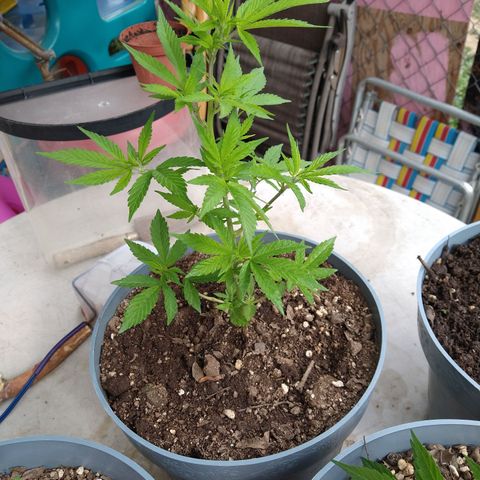 Fenix growlog timeline photo