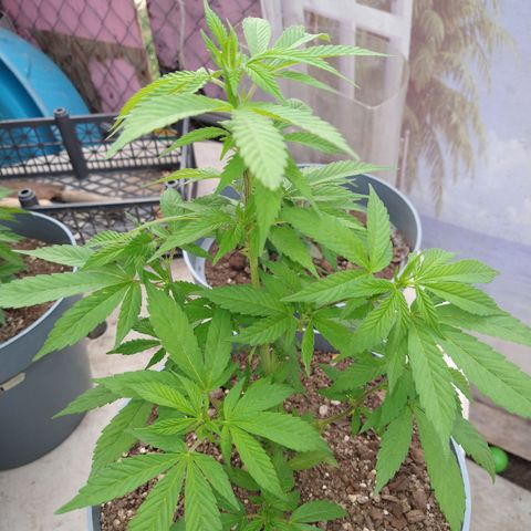 Fenix growlog timeline photo
