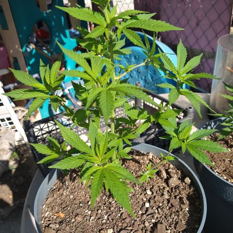 Fenix growlog timeline photo