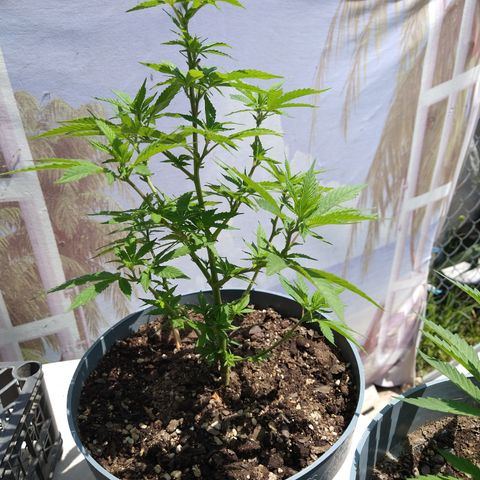 Fenix growlog timeline photo