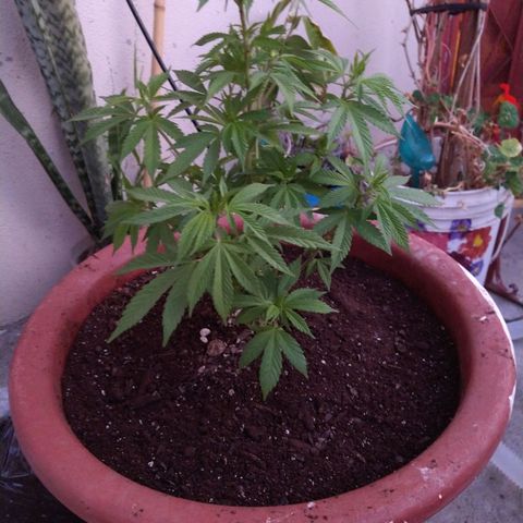 Fenix growlog timeline photo