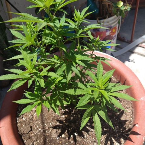 Fenix growlog timeline photo
