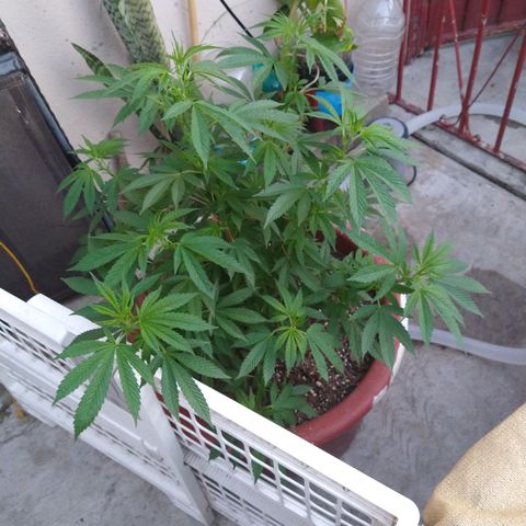Fenix growlog timeline photo