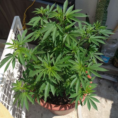Fenix growlog timeline photo