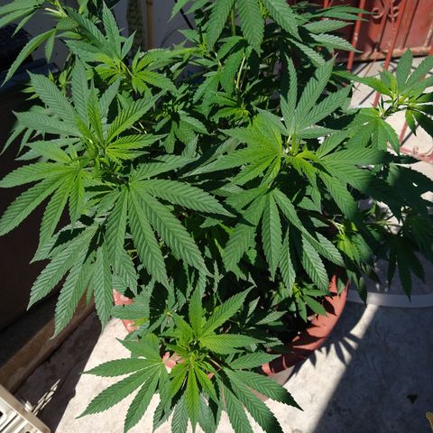 Fenix growlog timeline photo