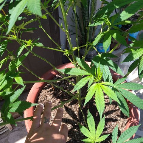 Fenix growlog timeline photo