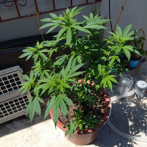 Fenix growlog timeline photo