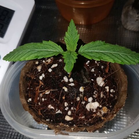 Critical #2  cabeçuda growlog timeline photo