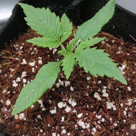 Critical #2  cabeçuda growlog timeline photo