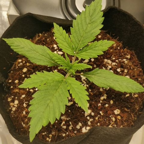 Critical #2  cabeçuda growlog timeline photo