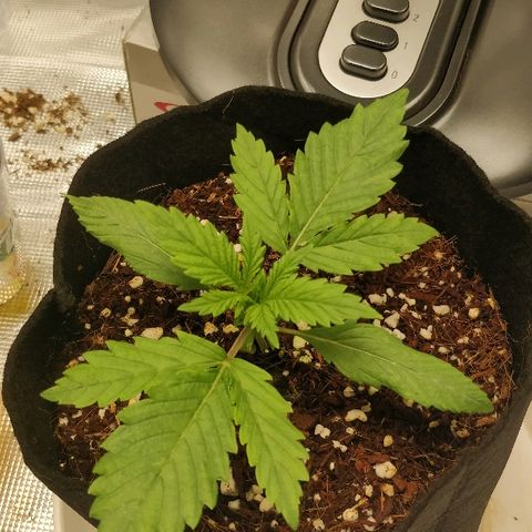 Critical #2  cabeçuda growlog timeline photo