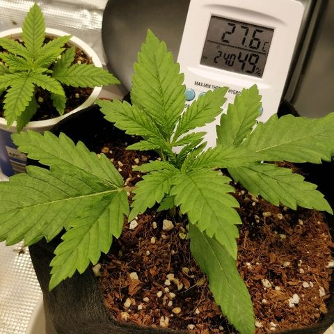 Critical #2  cabeçuda growlog timeline photo