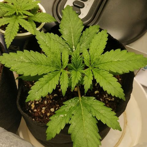 Critical #2  cabeçuda growlog timeline photo