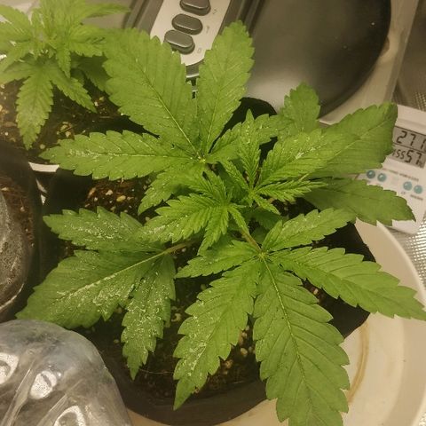 Critical #2  cabeçuda growlog timeline photo