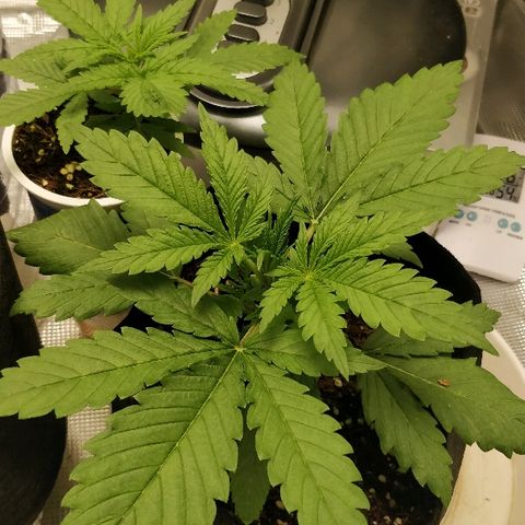 Critical #2  cabeçuda growlog timeline photo