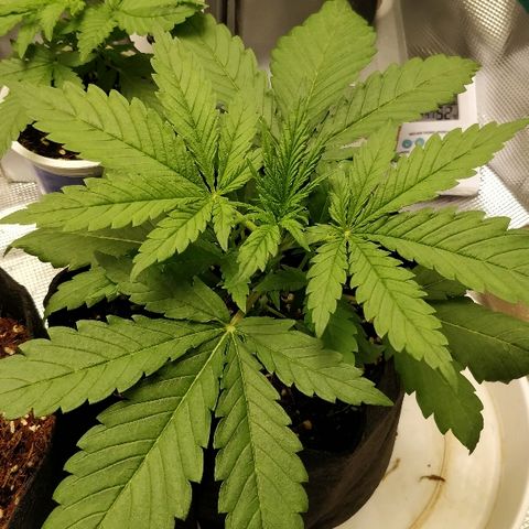 Critical #2  cabeçuda growlog timeline photo