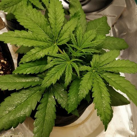 Critical #2  cabeçuda growlog timeline photo