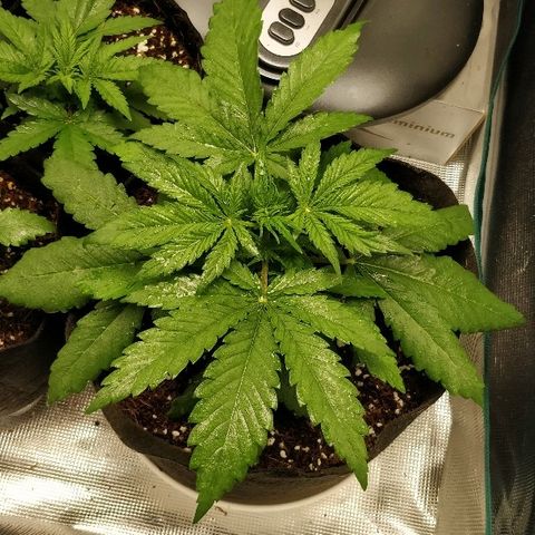 Critical #2  cabeçuda growlog timeline photo