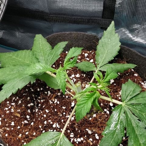 Critical #2  cabeçuda growlog photo: Mainlining 1st day HST 