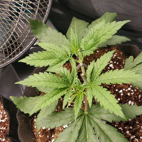 Critical #2  cabeçuda growlog timeline photo