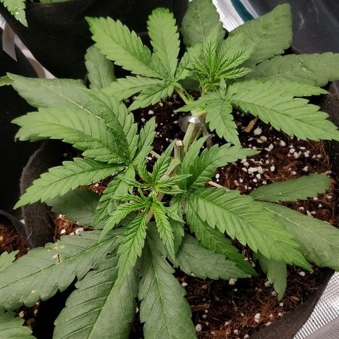 Critical #2  cabeçuda growlog timeline photo