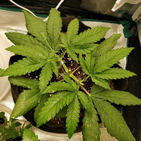 Critical #2  cabeçuda growlog photo: Segundo HST