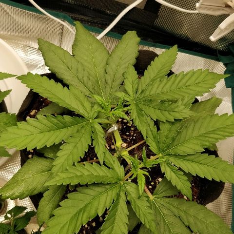 Critical #2  cabeçuda growlog timeline photo