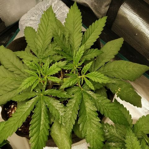Critical #2  cabeçuda growlog timeline photo