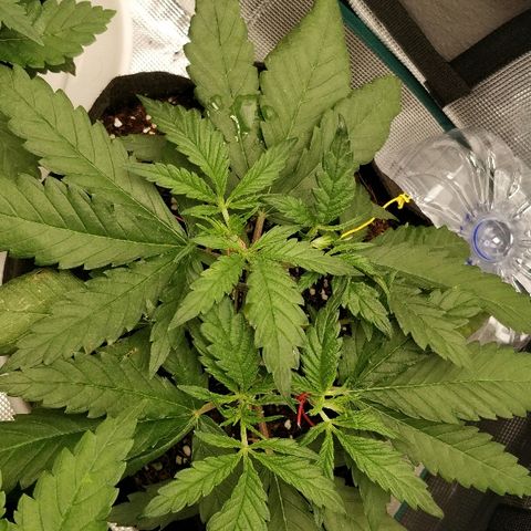 Critical #2  cabeçuda growlog timeline photo