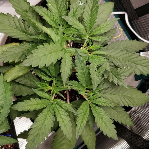 Critical #2  cabeçuda growlog timeline photo