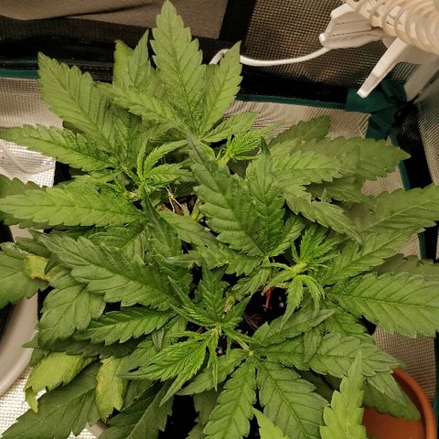 Critical #2  cabeçuda growlog timeline photo