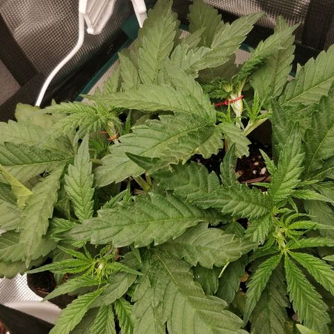 Critical #2  cabeçuda growlog timeline photo