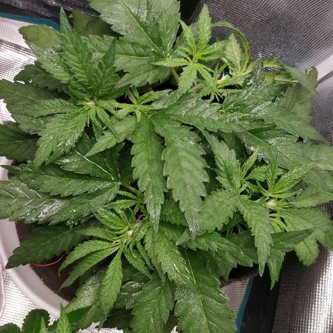 Critical #2  cabeçuda growlog timeline photo