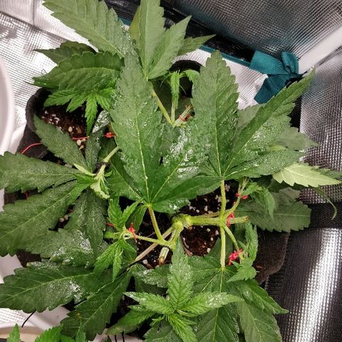 Critical #2  cabeçuda growlog timeline photo