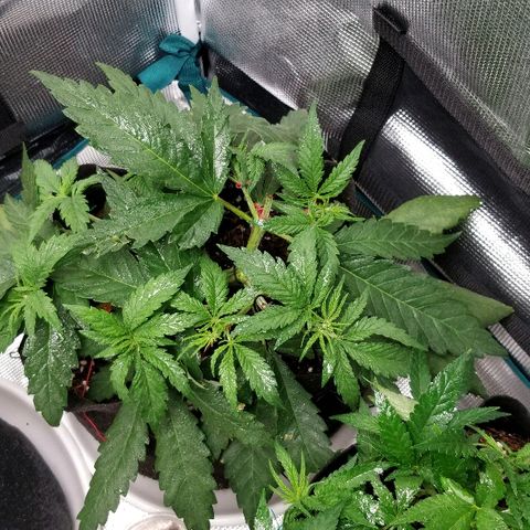 Critical #2  cabeçuda growlog timeline photo