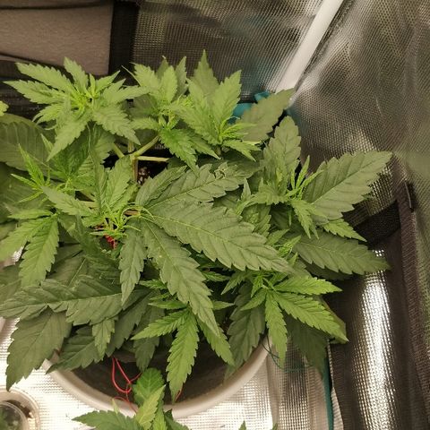 Critical #2  cabeçuda growlog timeline photo