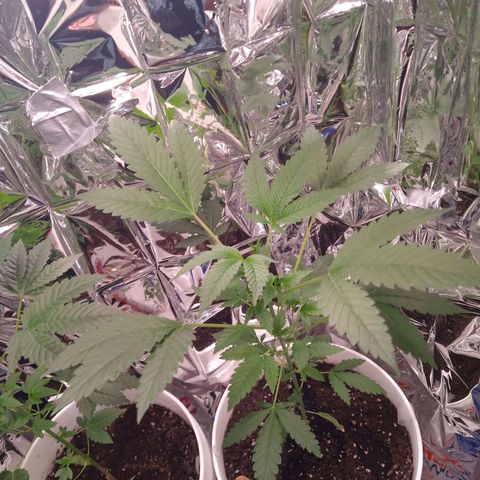 Happy Valley White Wedding 3 growlog timeline photo