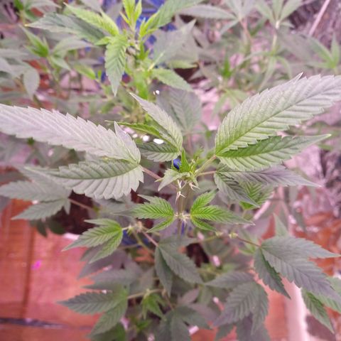 Happy Valley White Wedding 1 growlog timeline photo
