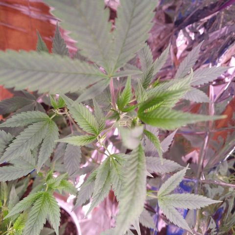 Happy Valley White Wedding 3 growlog timeline photo