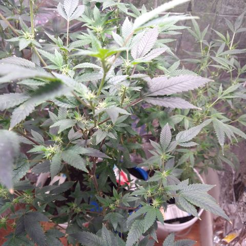 Happy Valley White Wedding 1 growlog timeline photo