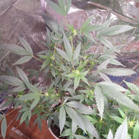 Happy Valley White Wedding 3 growlog timeline photo