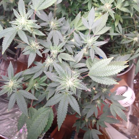 Happy Valley White Wedding 1 growlog timeline photo