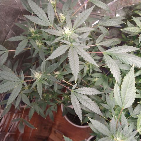 Happy Valley White Wedding 3 growlog timeline photo