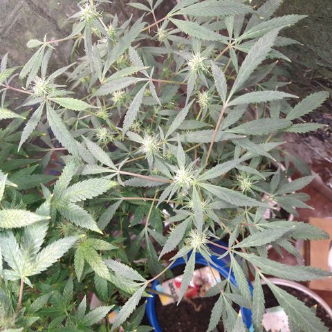 Happy Valley White Wedding 2 growlog timeline photo