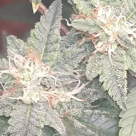 Happy Valley White Wedding 1 growlog timeline photo