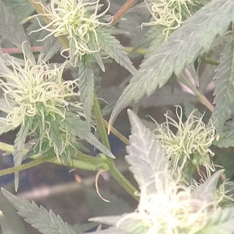 Happy Valley White Wedding 2 growlog timeline photo