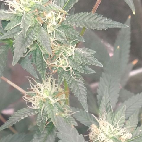 Happy Valley White Wedding 3 growlog timeline photo