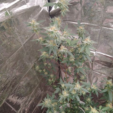 Happy Valley White Wedding 1 growlog timeline photo
