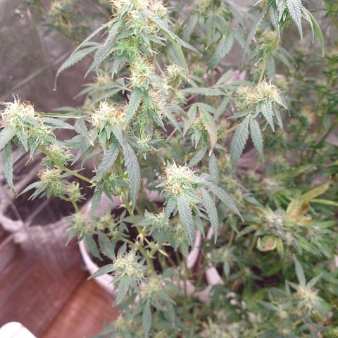 Happy Valley White Wedding 2 growlog timeline photo