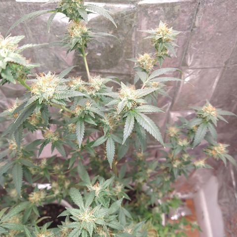Happy Valley White Wedding 3 growlog timeline photo